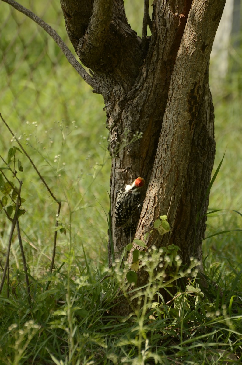 Yellow-crowned Woodpecker - ML638884719