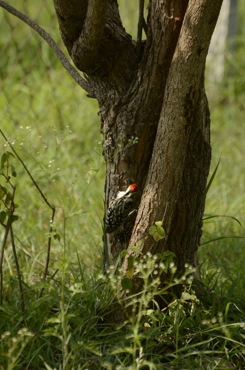 Yellow-crowned Woodpecker - ML638884720