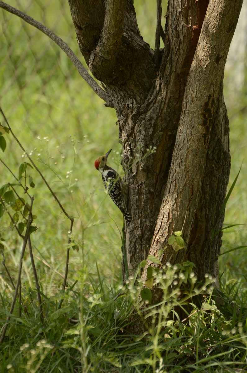 Yellow-crowned Woodpecker - ML638884722