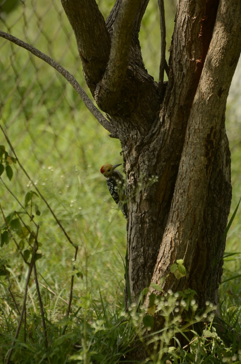 Yellow-crowned Woodpecker - ML638884723