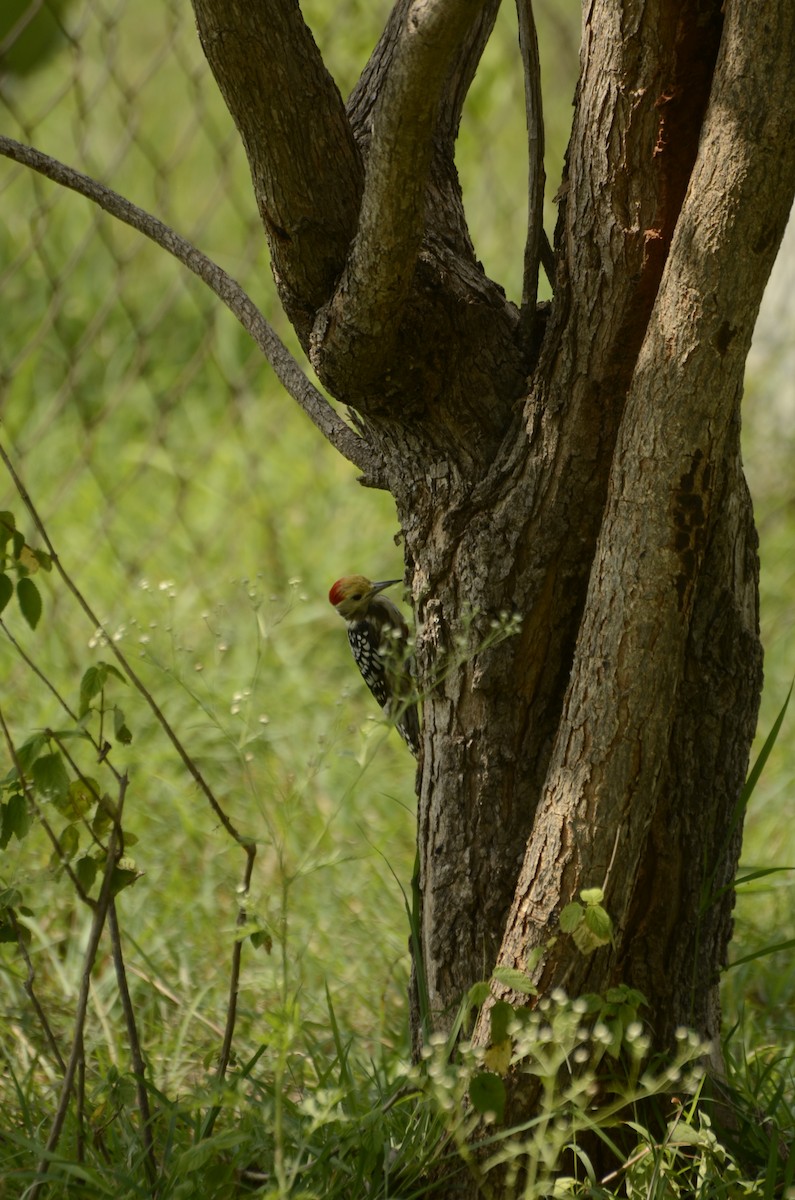 Yellow-crowned Woodpecker - ML638884724