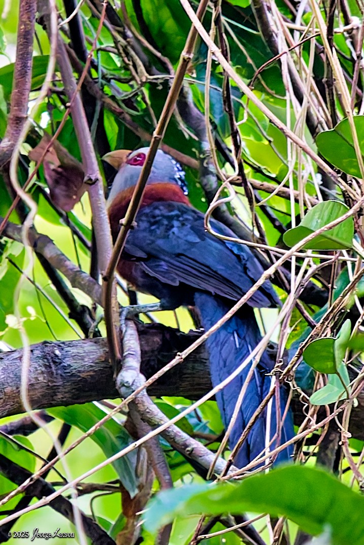 Scale-feathered Malkoha - ML638884747