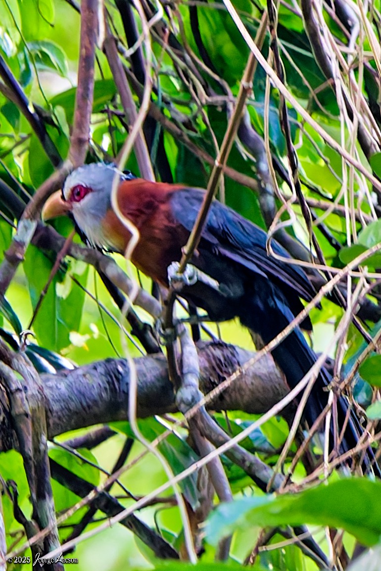 Scale-feathered Malkoha - ML638884748