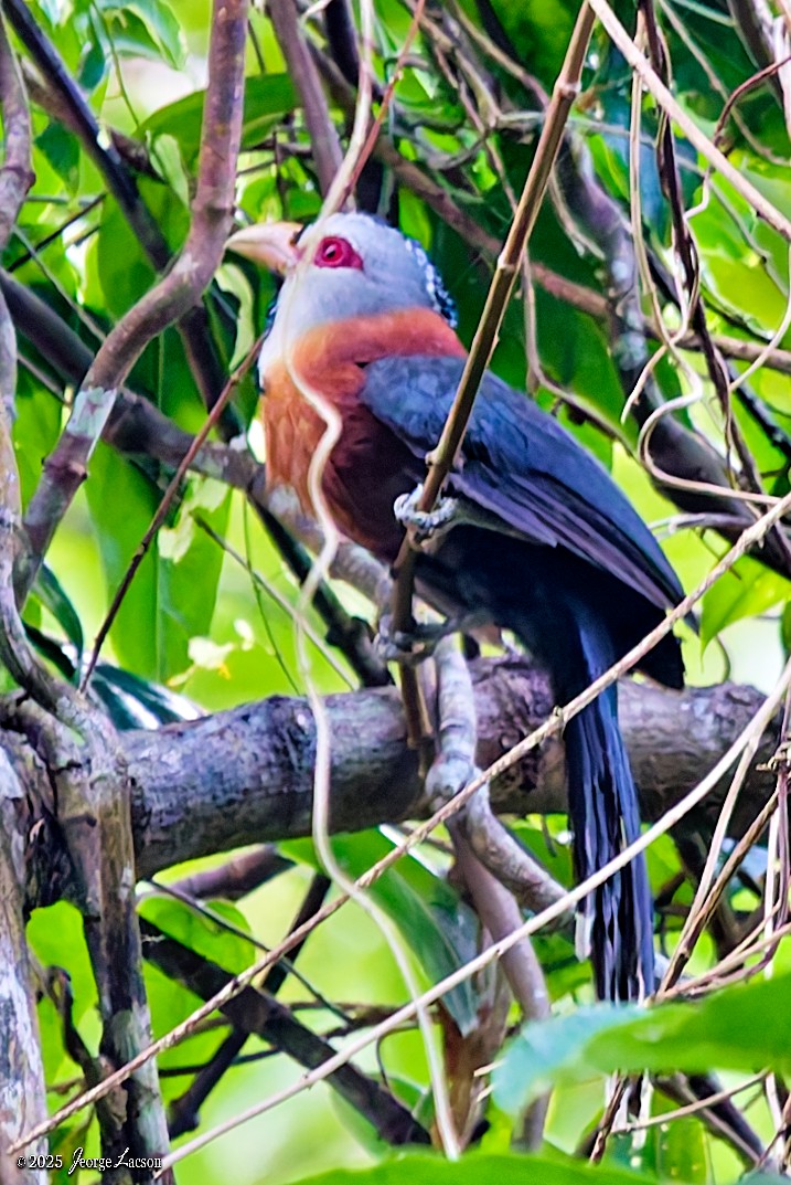 Scale-feathered Malkoha - ML638884749