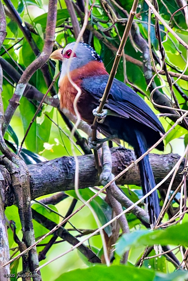 Scale-feathered Malkoha - ML638884750