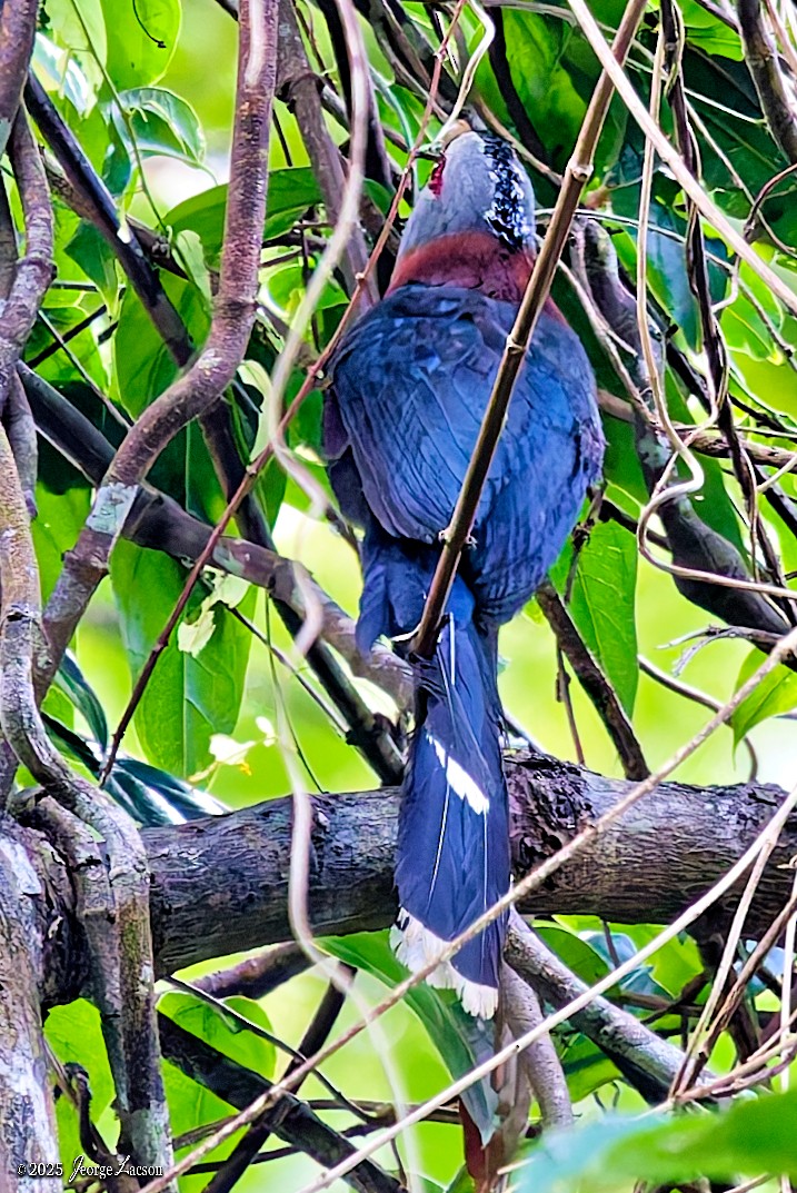 Scale-feathered Malkoha - ML638884751