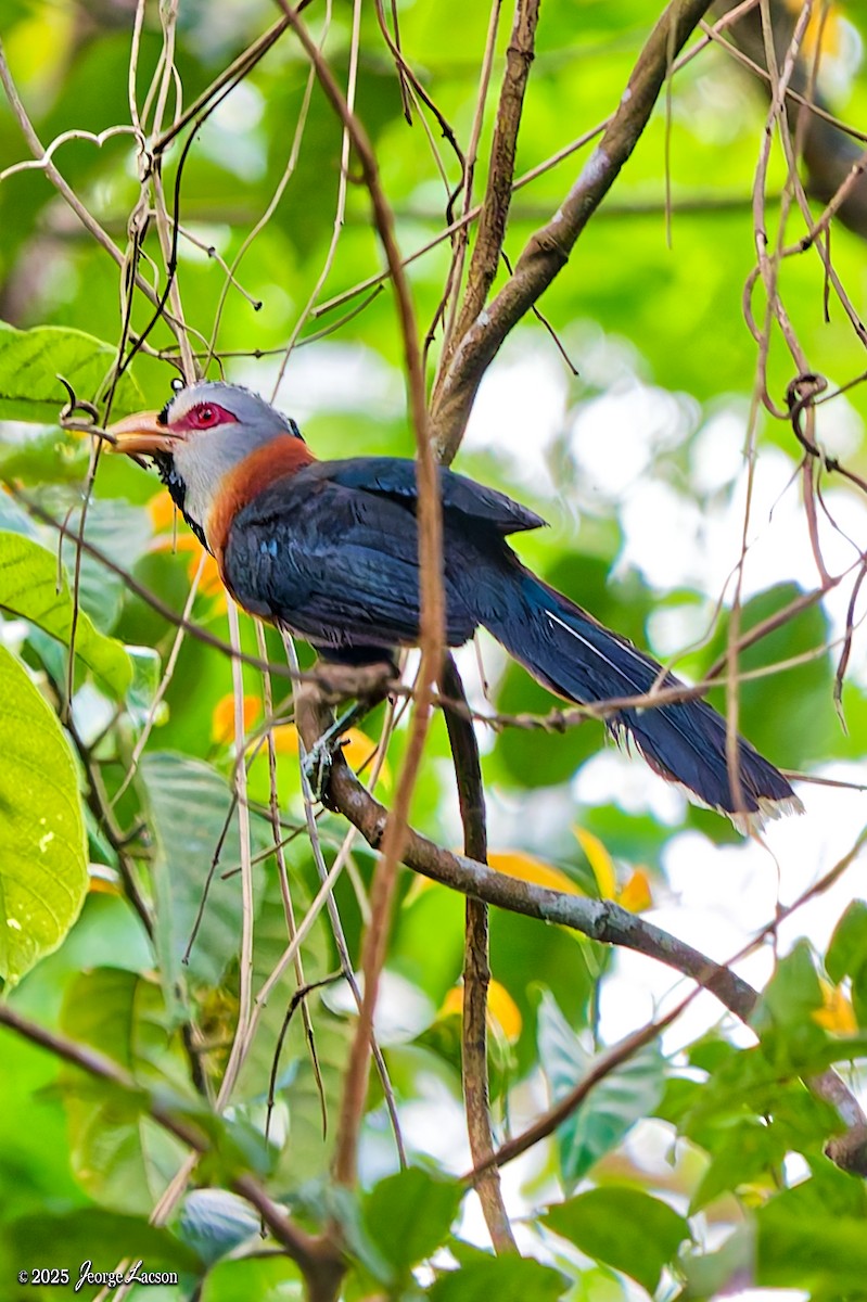 Scale-feathered Malkoha - ML638884752