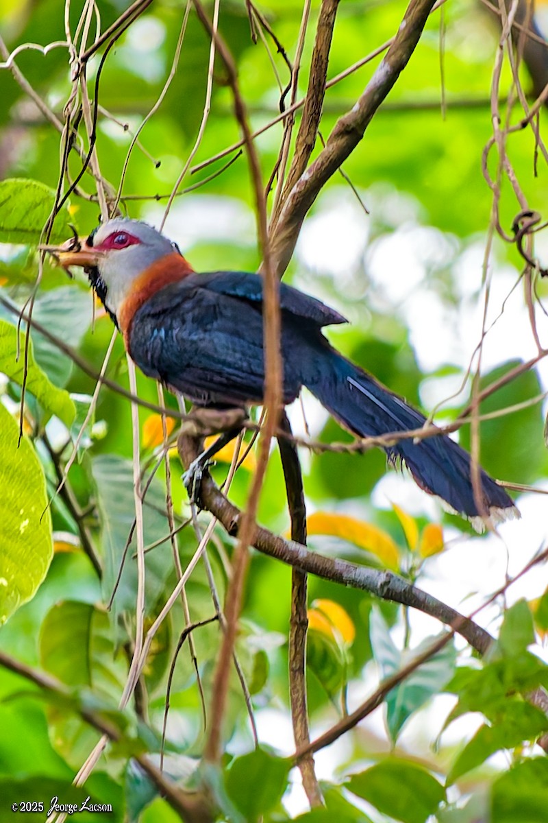 Scale-feathered Malkoha - ML638884753