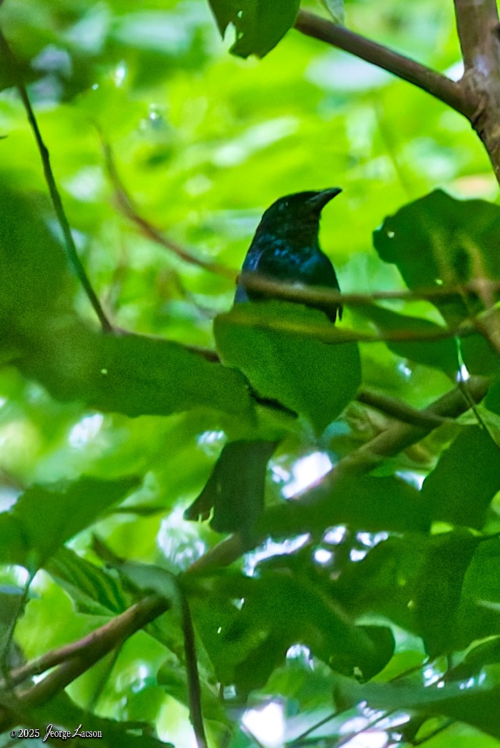 Philippine Drongo-Cuckoo - ML638884770