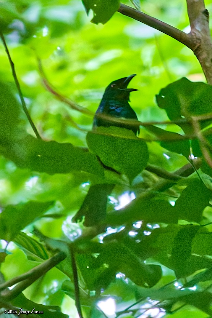 Philippine Drongo-Cuckoo - ML638884772