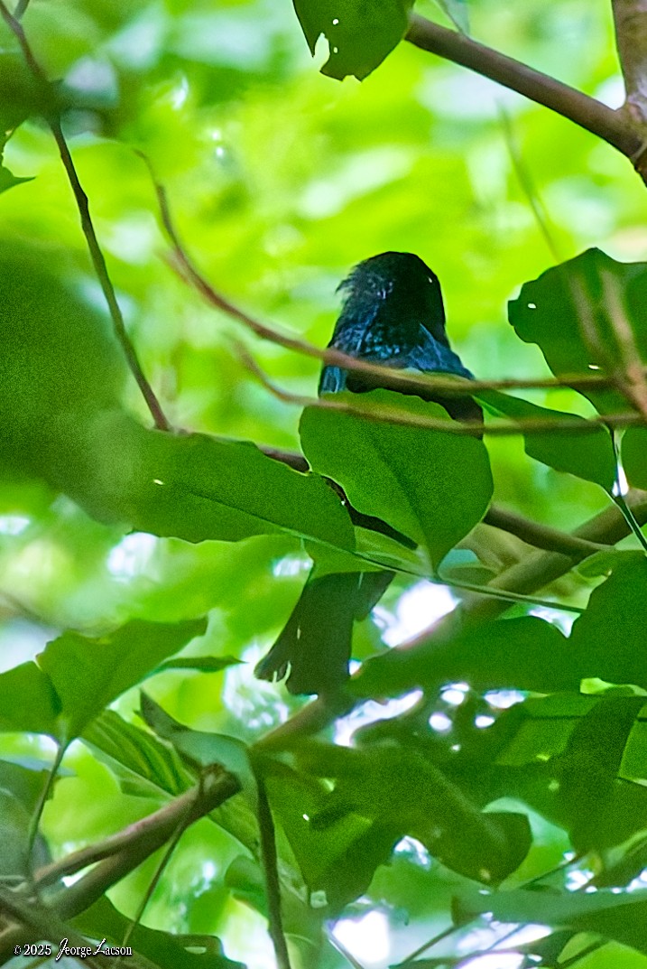 Philippine Drongo-Cuckoo - ML638884773