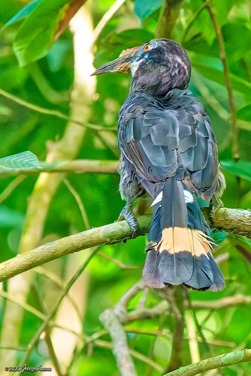 Luzon Hornbill - ML638884788