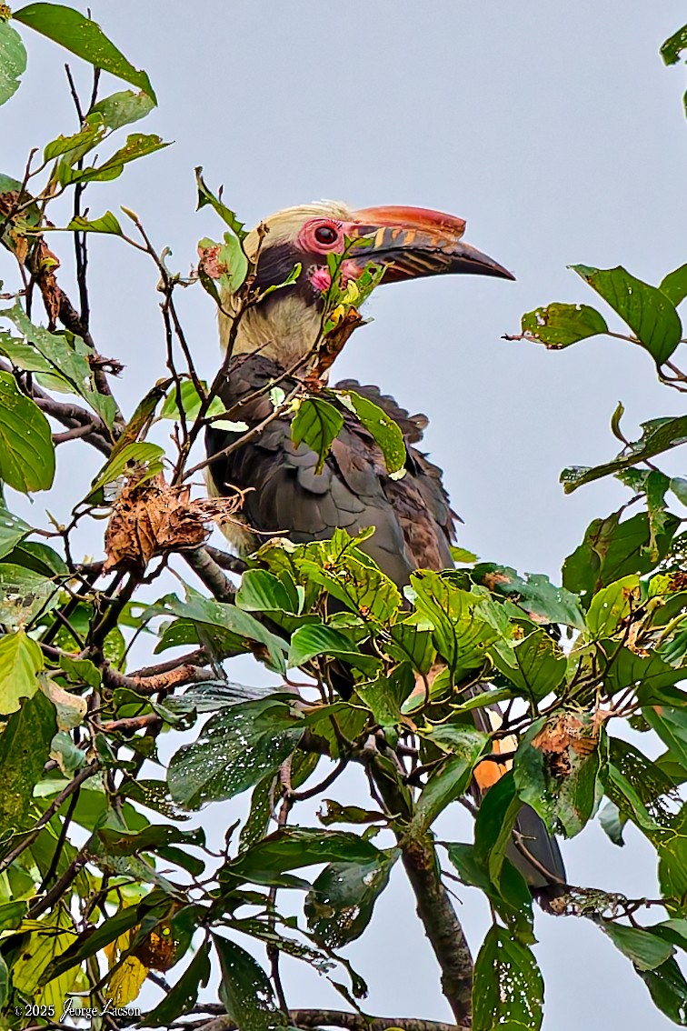 Luzon Hornbill - ML638884789