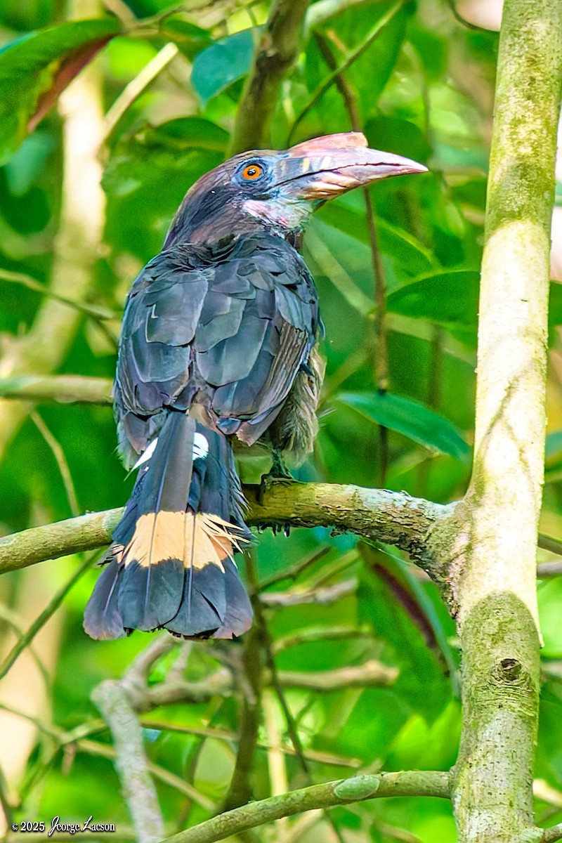 Luzon Hornbill - ML638884791