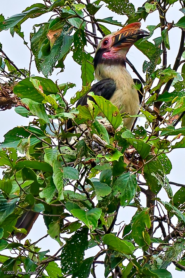 Luzon Hornbill - ML638884792