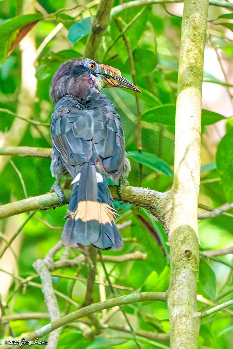 Luzon Hornbill - ML638884793