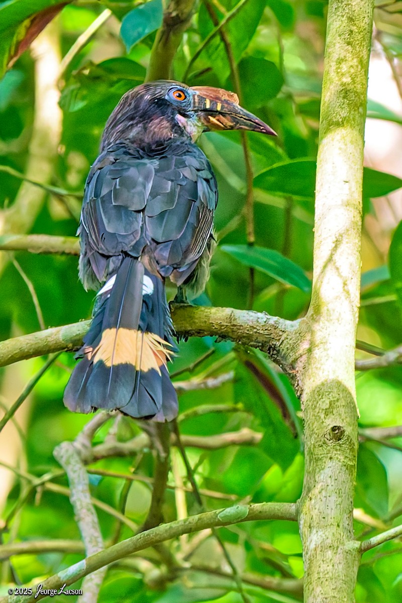 Luzon Hornbill - ML638884794