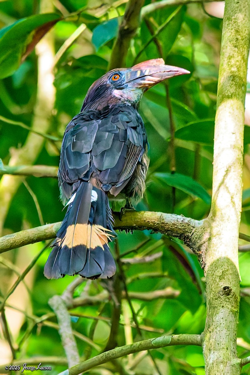 Luzon Hornbill - ML638884795