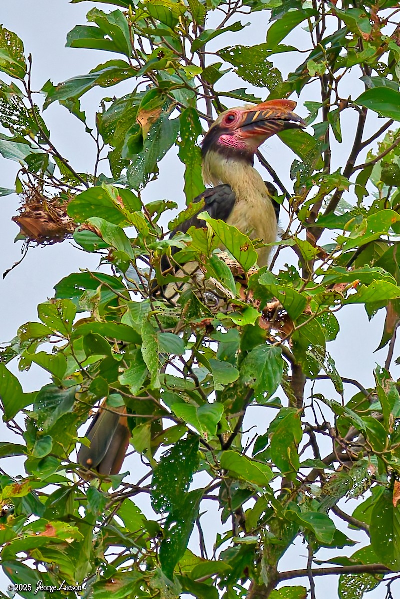 Luzon Hornbill - ML638884796
