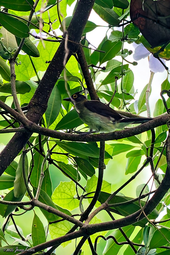 Yellow-wattled Bulbul - ML638884854