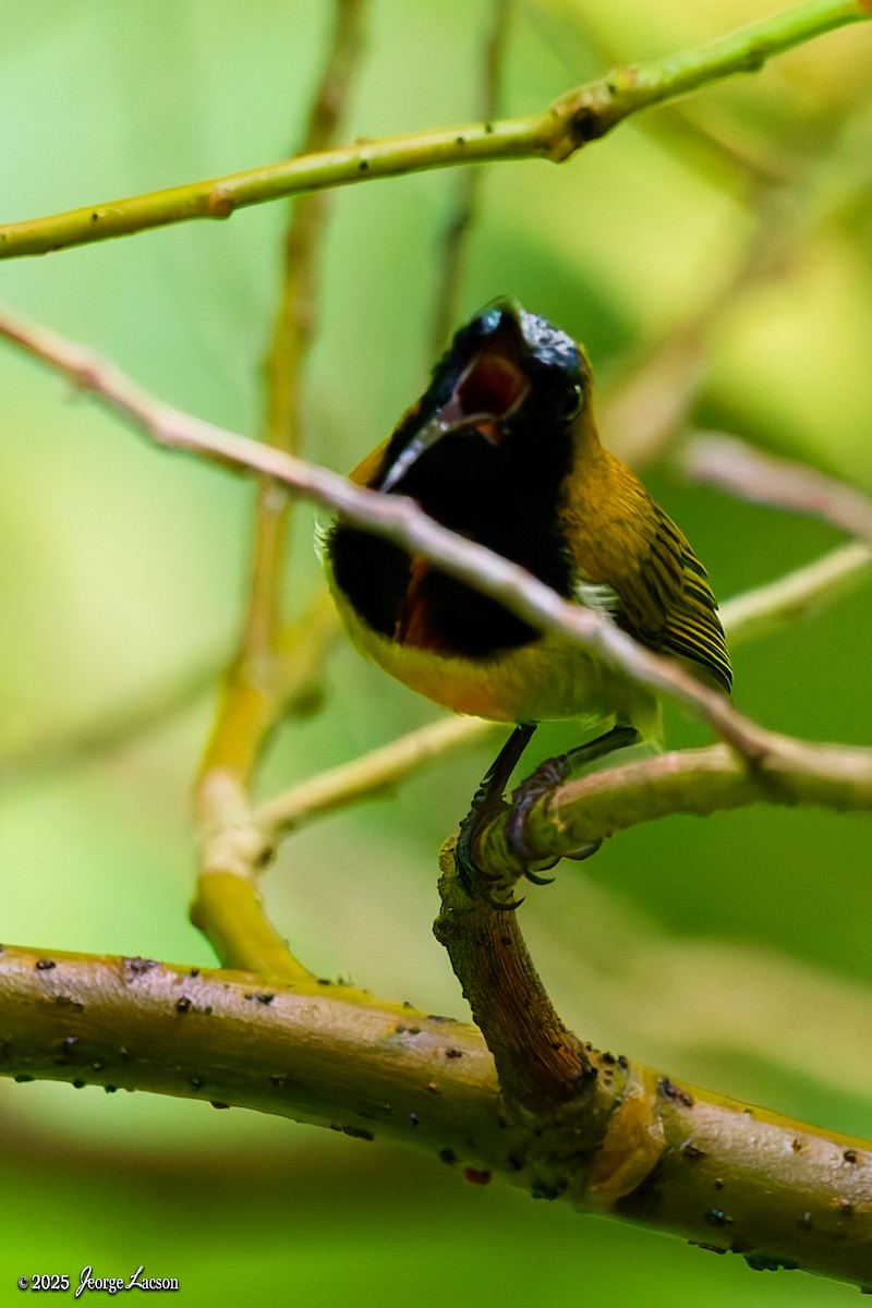 Flaming Sunbird - ML638884870