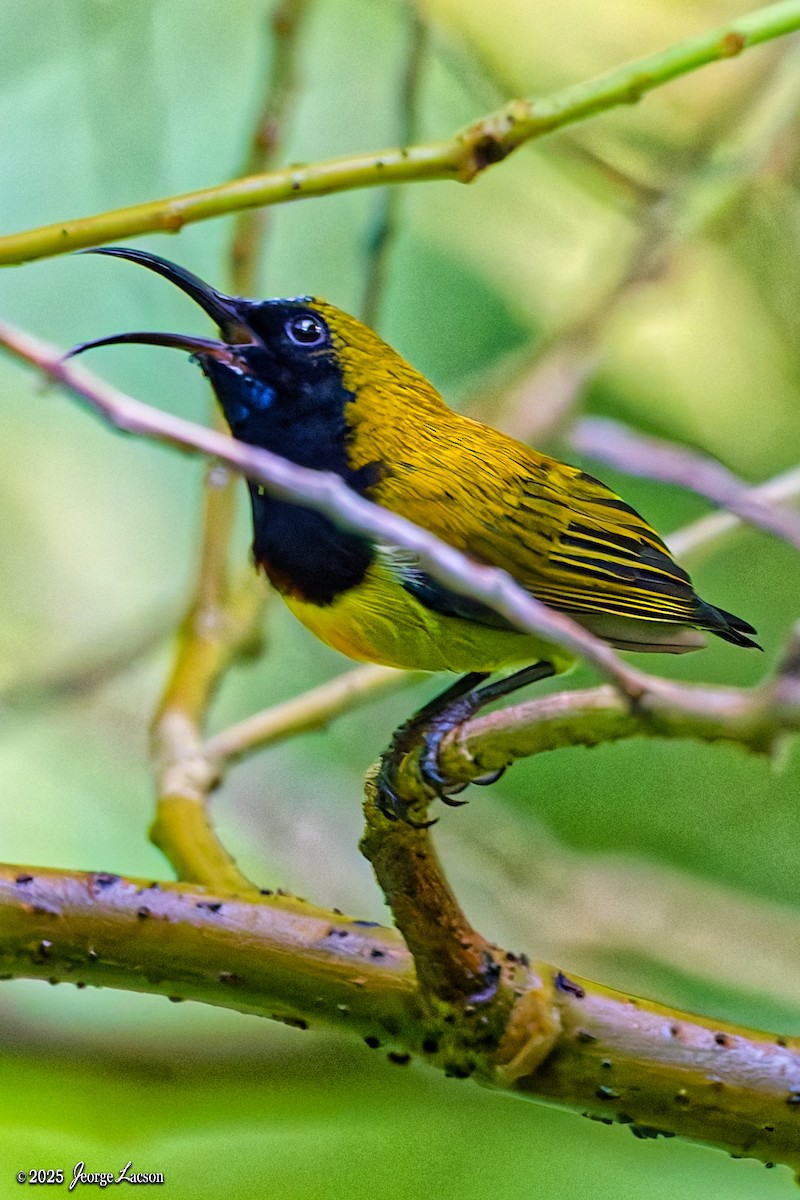 Flaming Sunbird - ML638884871
