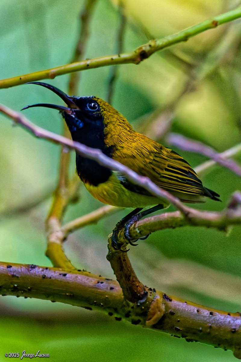 Flaming Sunbird - ML638884873