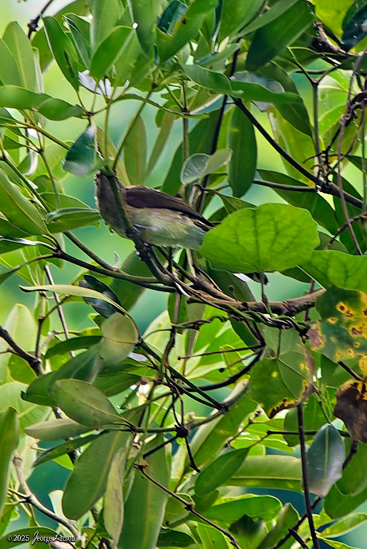 Yellow-wattled Bulbul - ML638884883