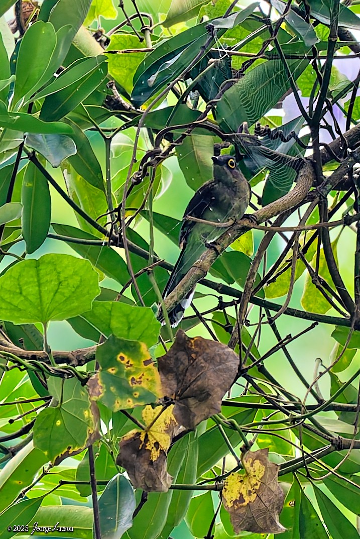 Yellow-wattled Bulbul - ML638884884
