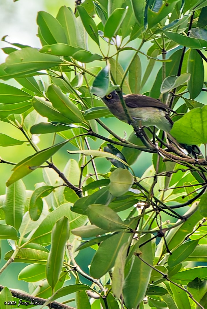 Yellow-wattled Bulbul - ML638884885