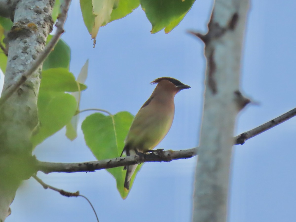 Cedar Waxwing - ML638885010