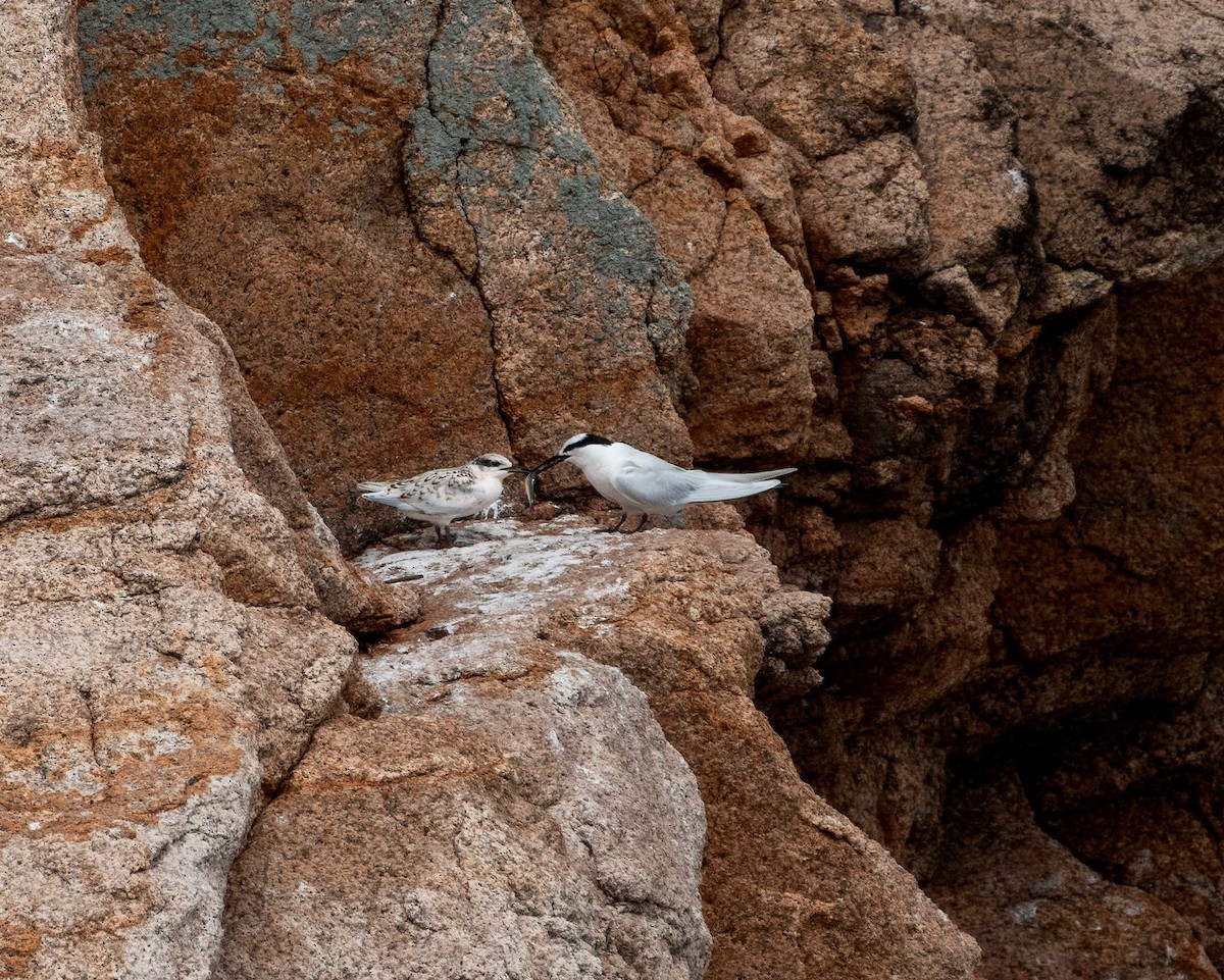 Black-naped Tern - ML638885011