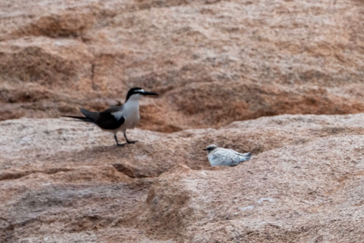 Black-naped Tern - ML638885012