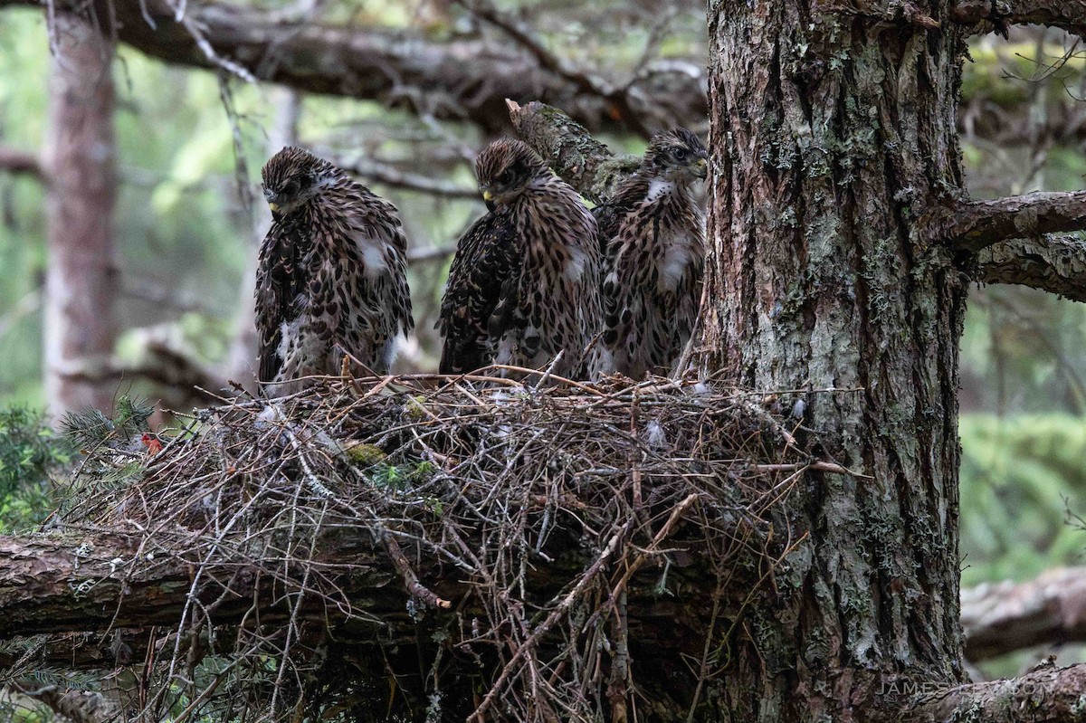 American Goshawk - ML638885028