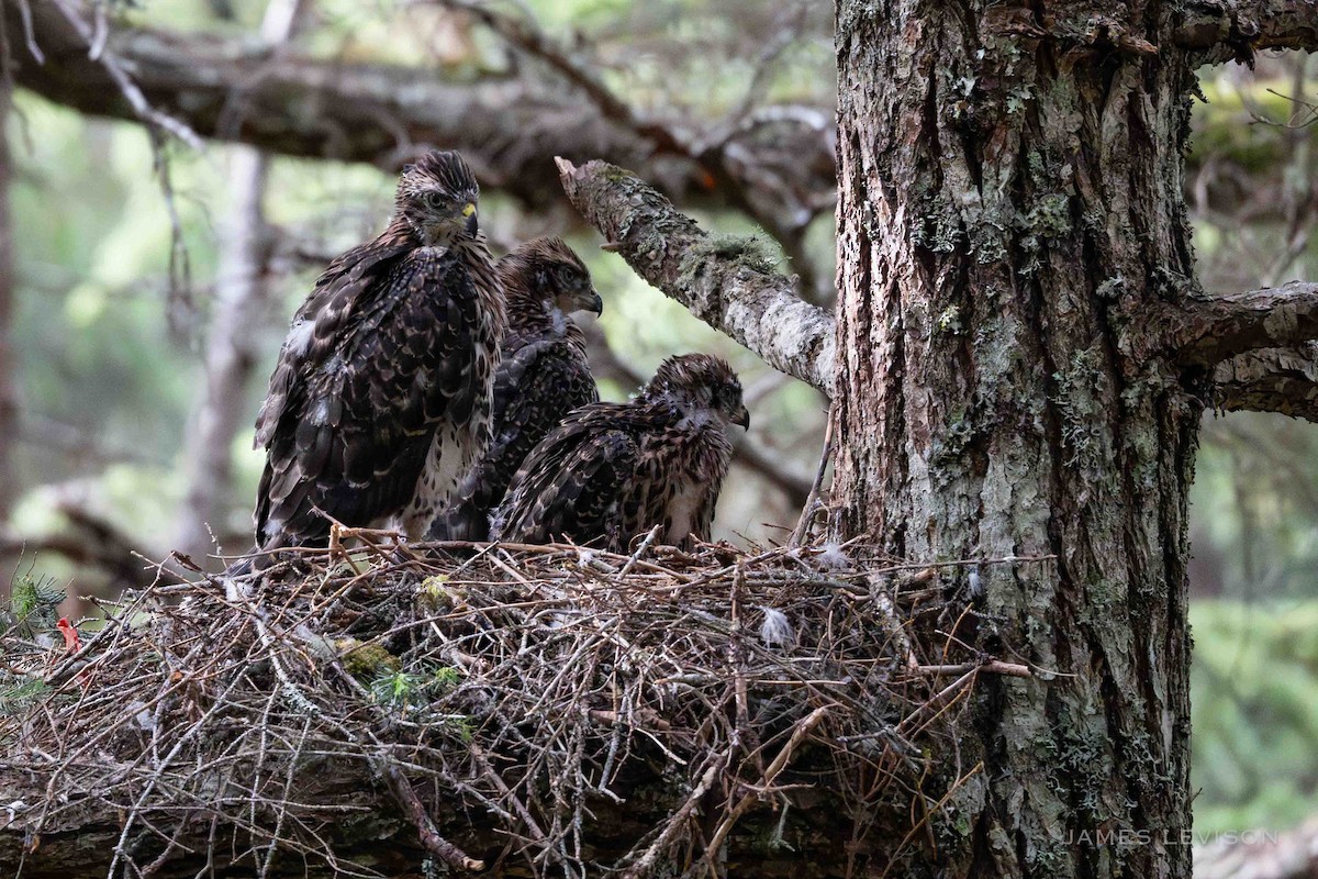 American Goshawk - ML638885031