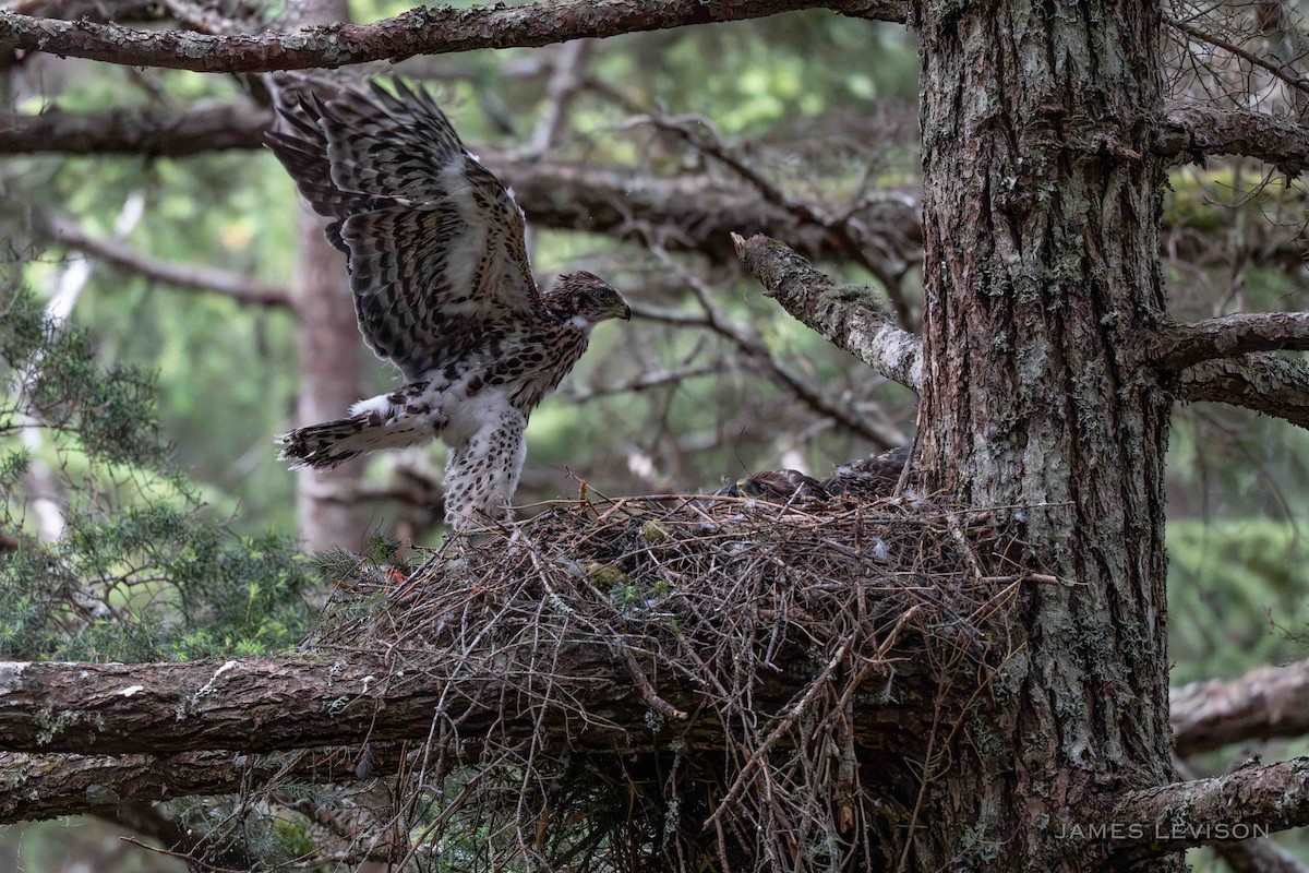 American Goshawk - ML638885032