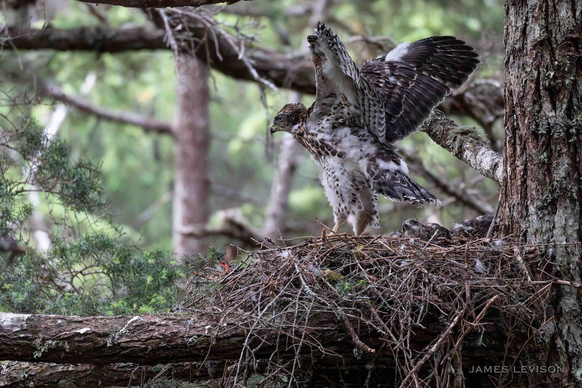 American Goshawk - ML638885035