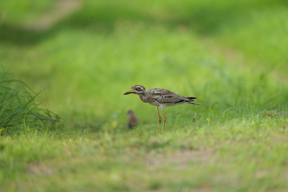 Indian Thick-knee - ML638885054