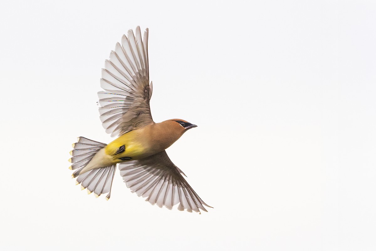 Cedar Waxwing - ML638885154