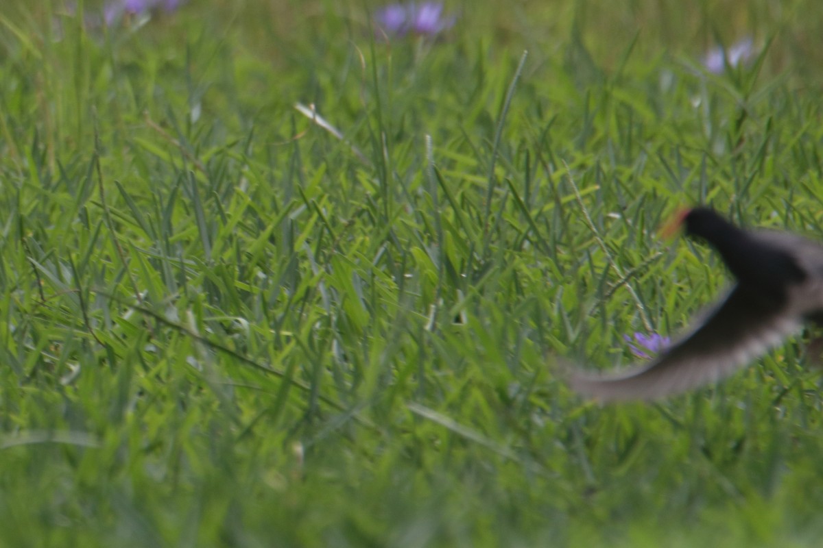 Lesser Moorhen - ML638885158