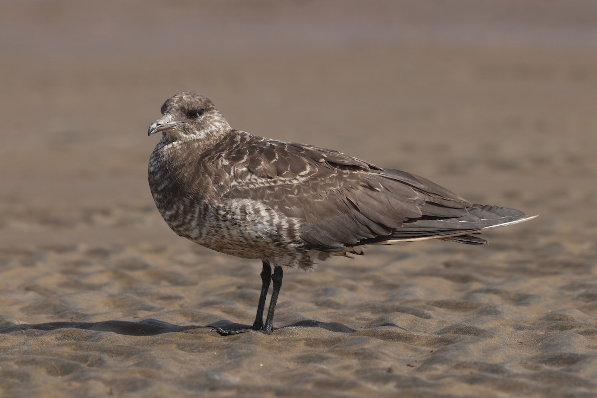 Parasitic Jaeger - ML638885162