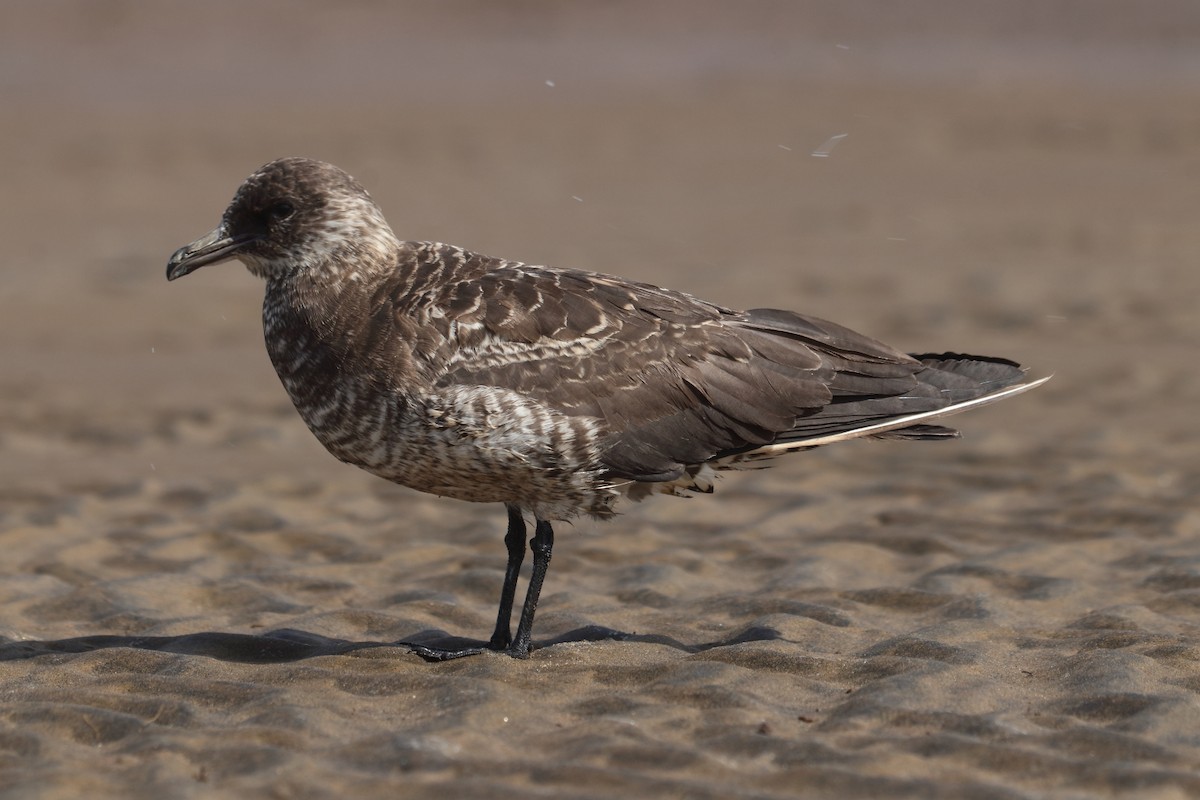 Parasitic Jaeger - ML638885163