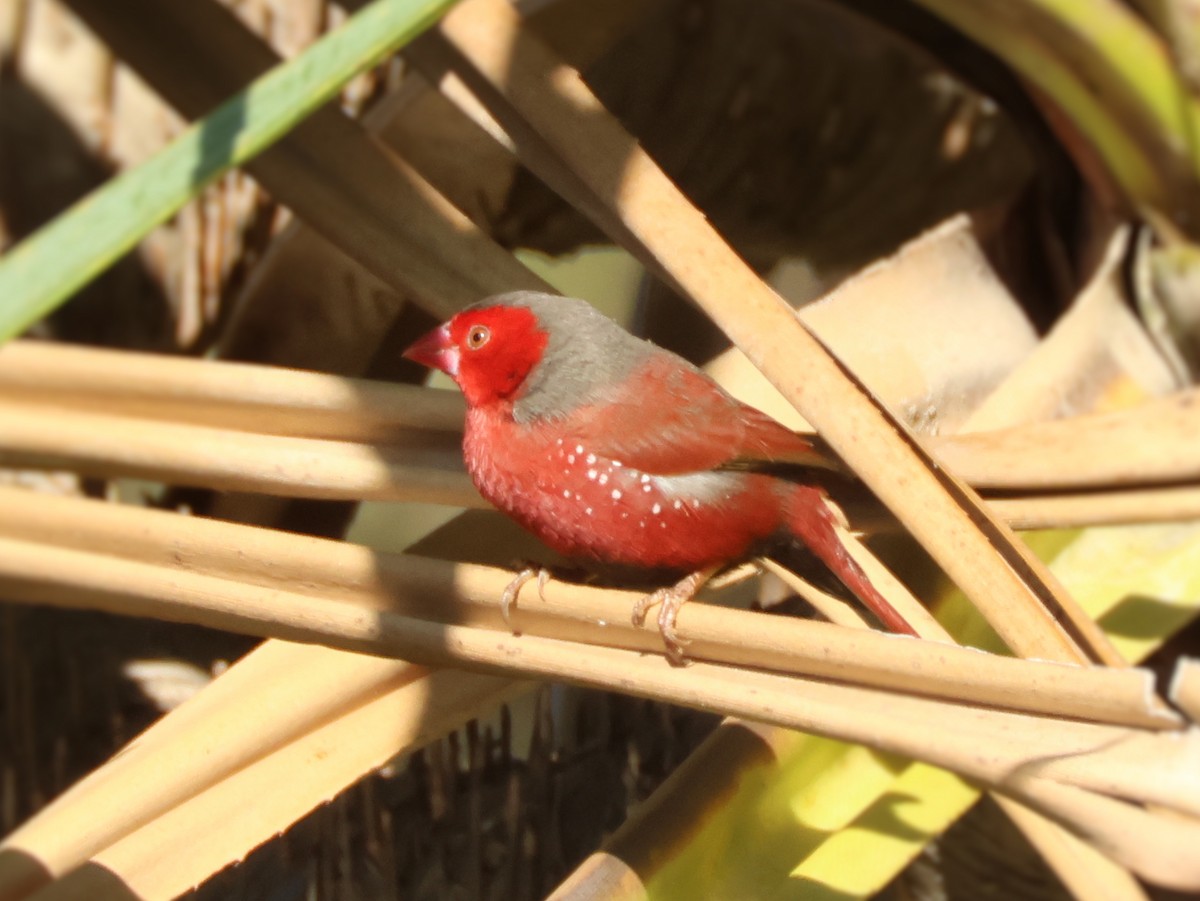 Crimson Finch - ML638885228