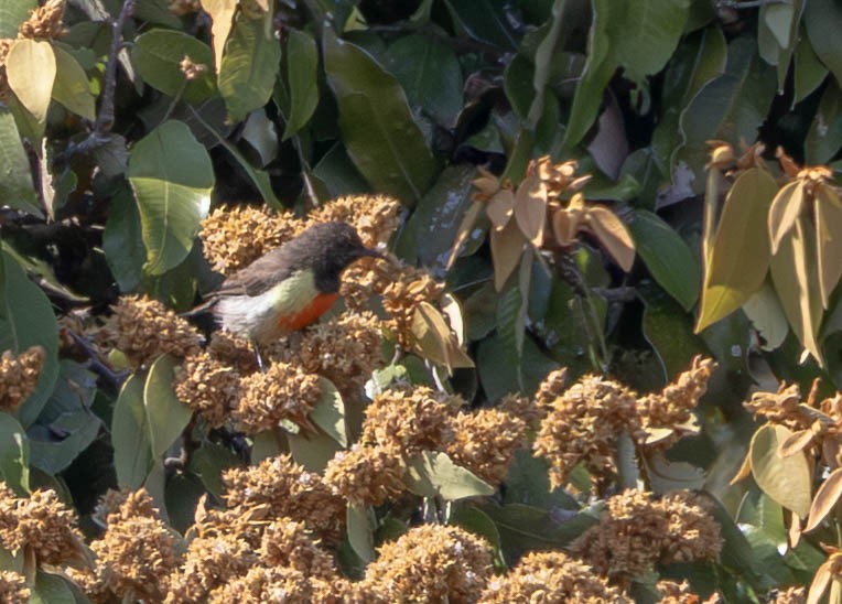 Anchieta's Sunbird - ML638885238