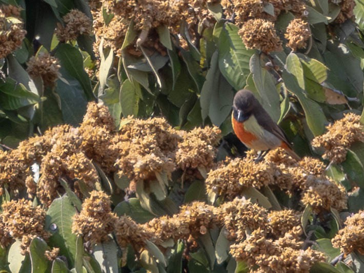 Anchieta's Sunbird - ML638885239