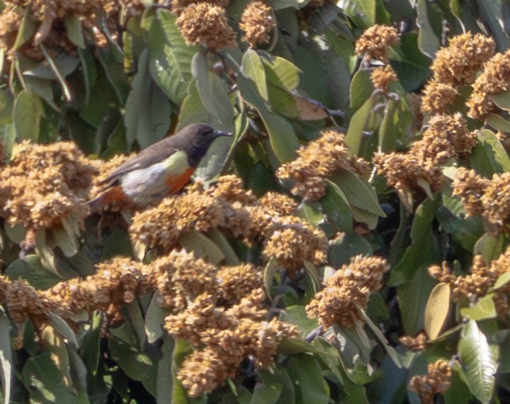 Anchieta's Sunbird - ML638885240