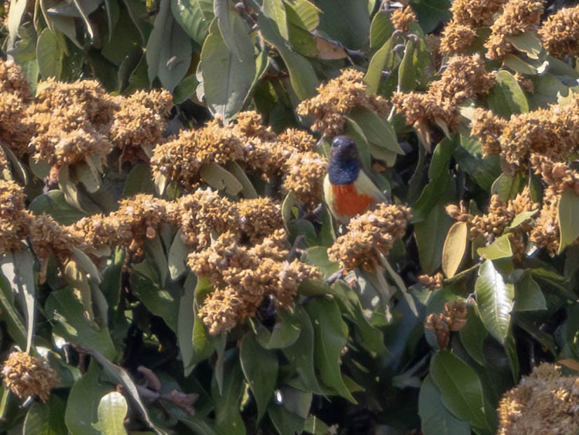 Anchieta's Sunbird - ML638885241