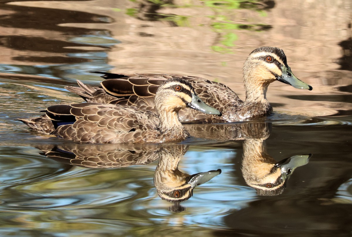 Pacific Black Duck - ML638885246