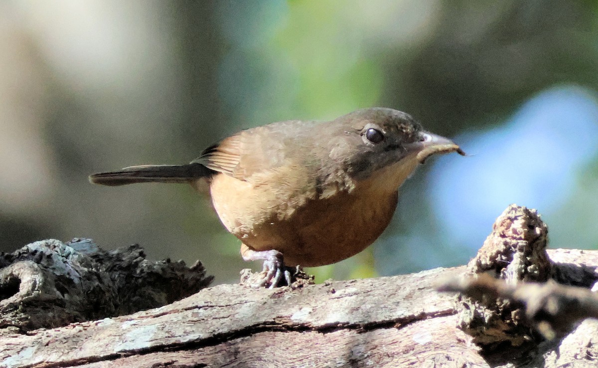 Little Shrikethrush (Rufous) - ML638885288