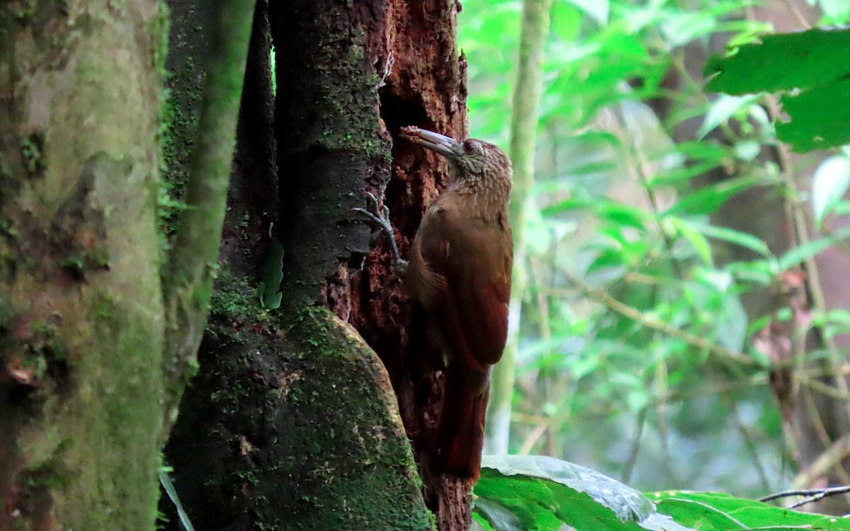 Strong-billed Woodcreeper - ML638885320